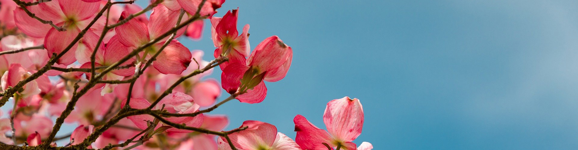 Kirschblüte als Symbol für Frühling, Bild  aus der Pixabay Bilddatenbank